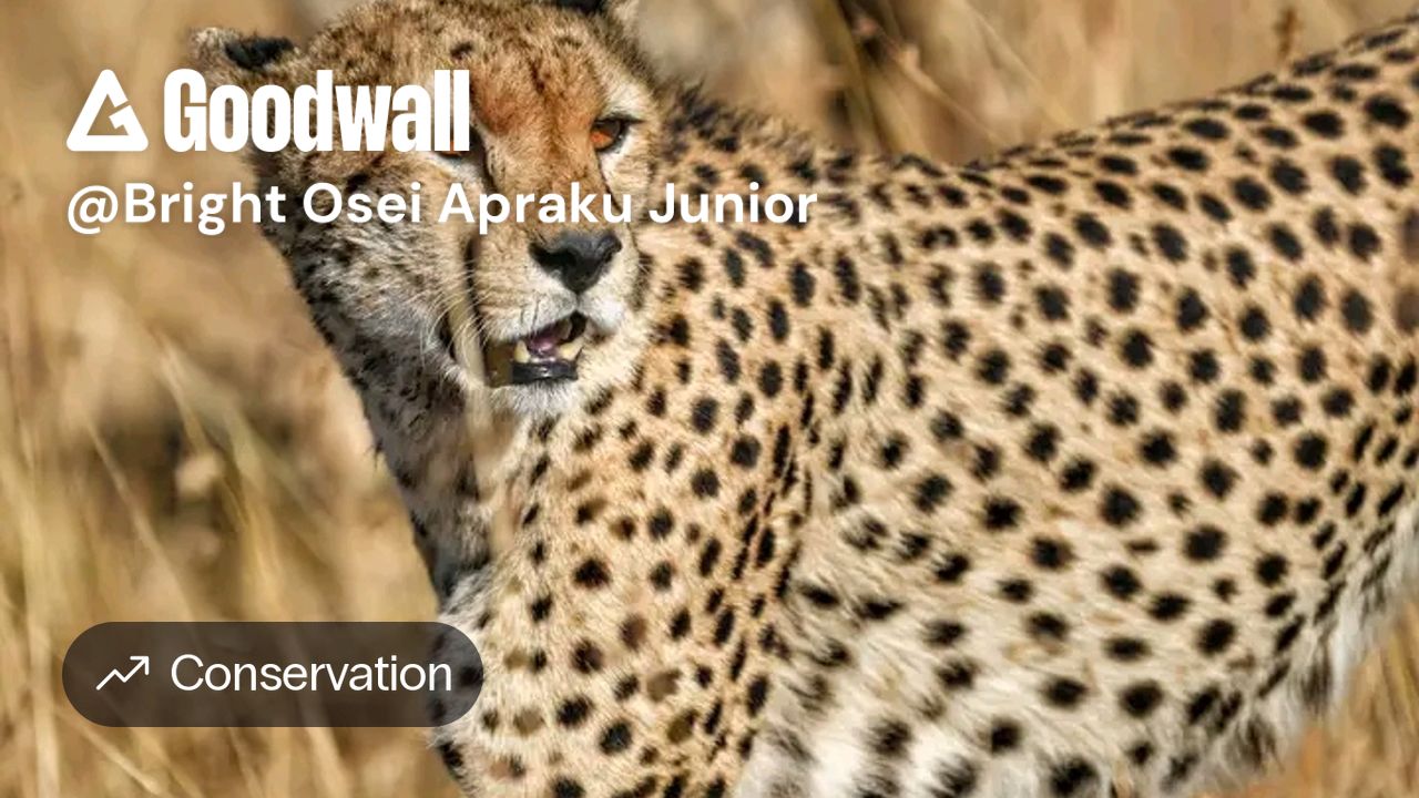 Bright Osei Apraku Junior's post on Goodwall - The cheetah . Earth's